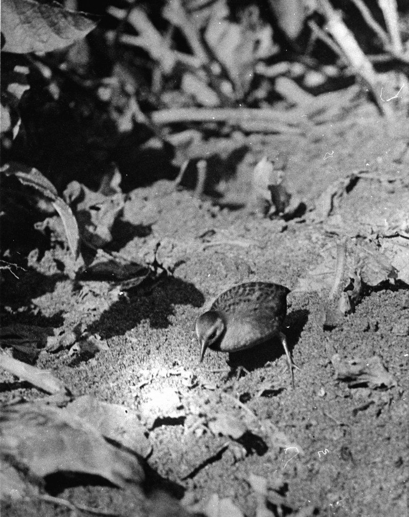 CodyCrawfordBio's tweet photo. Z is for Zapornia palmeri, the Laysan rail. This species was driven to #extinction by the introduction of rabbits to the island, as were the Laysan honeycreeper and millerbird. #birds #birdsABC #ornithology #conservation Photo by Alfred Bailey. https://t.co/hfVpHYiujm