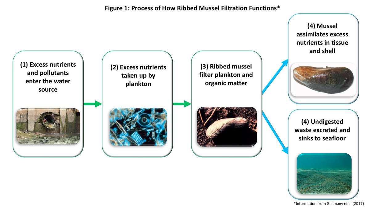 Clean thinking for muddy water: how shellfish and seaweed can improve the Toronto Harbour wp.me/pZT9e-2Jw