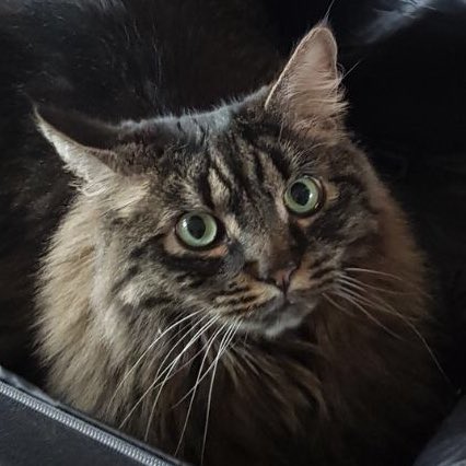 gonna use this as profile pic, love my cat <3