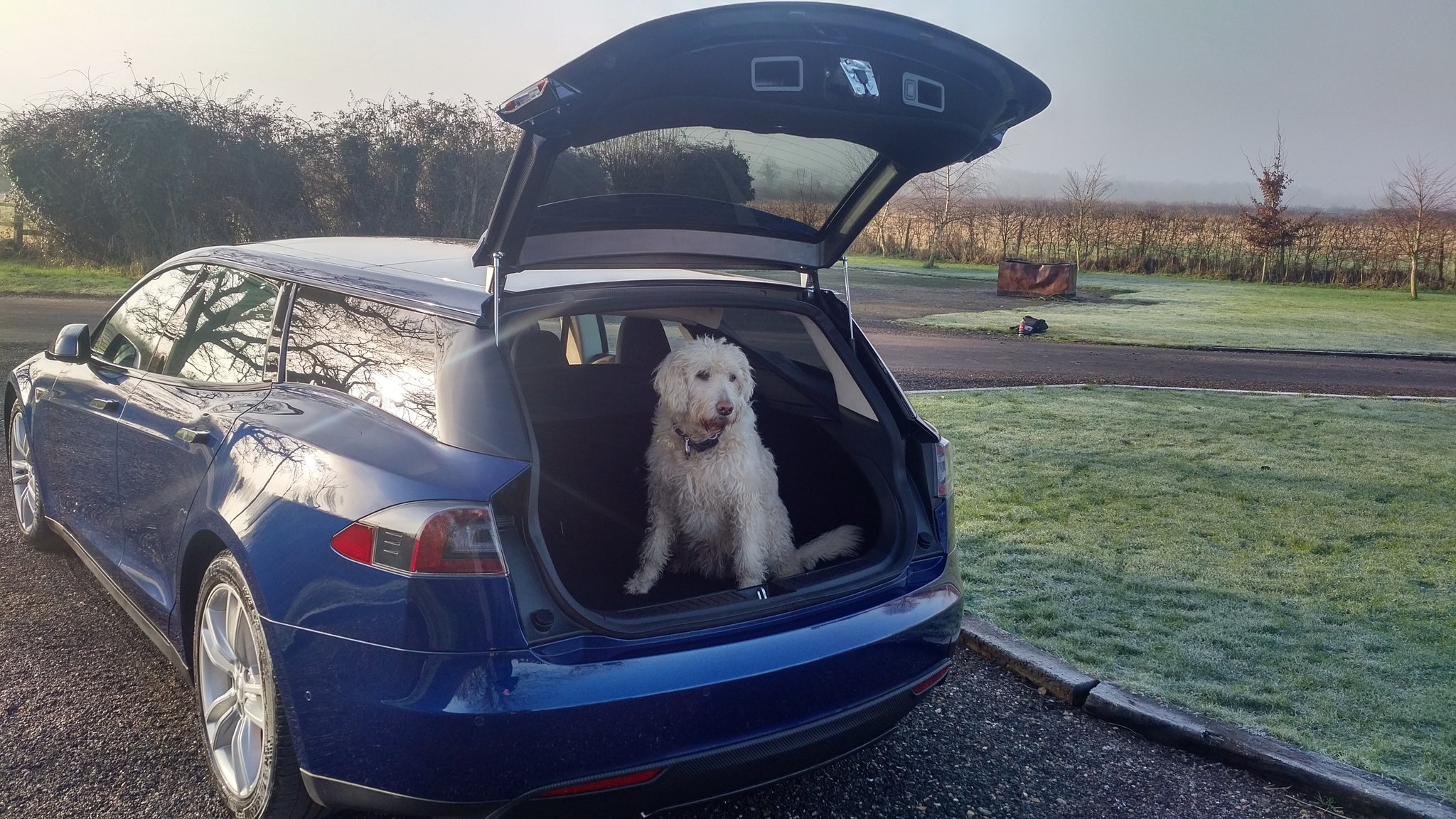 Tesla собака режим