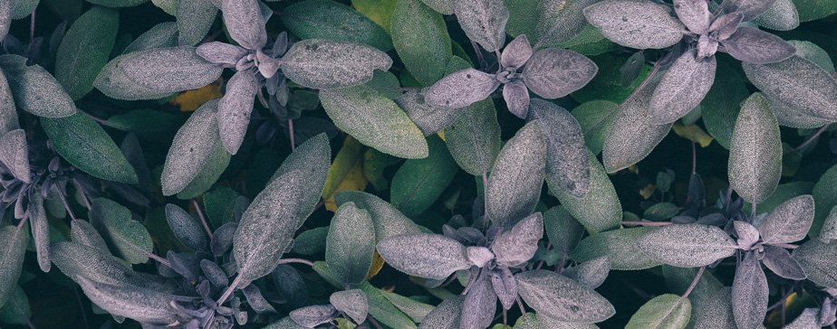 RT this if you're feeling under the weather. Dr. Michelle Richea, ND shares what naturopathic home remedies have your back this season: bit.ly/2mw7aNS