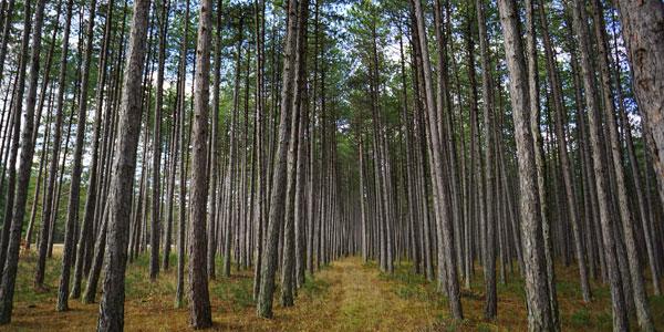 Have you heard about the #mindfulness trend from Japan called 'Forest Bathing'. Here are some top tips of how to incorporate it into your working week: interf.ac/2FiVAgO #wellbeing