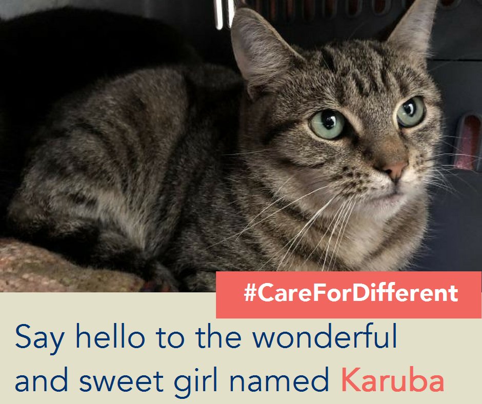 RSPCADerby's tweet photo. For more information please contact 01332 344620 between 10am - 4pm daily or pop down during visiting hours at the Centre daily (except Wednesdays) from 12pm - 4pm. #RSPCADerby #CareForDifferent #RSPCA https://t.co/f7BECbf0dR