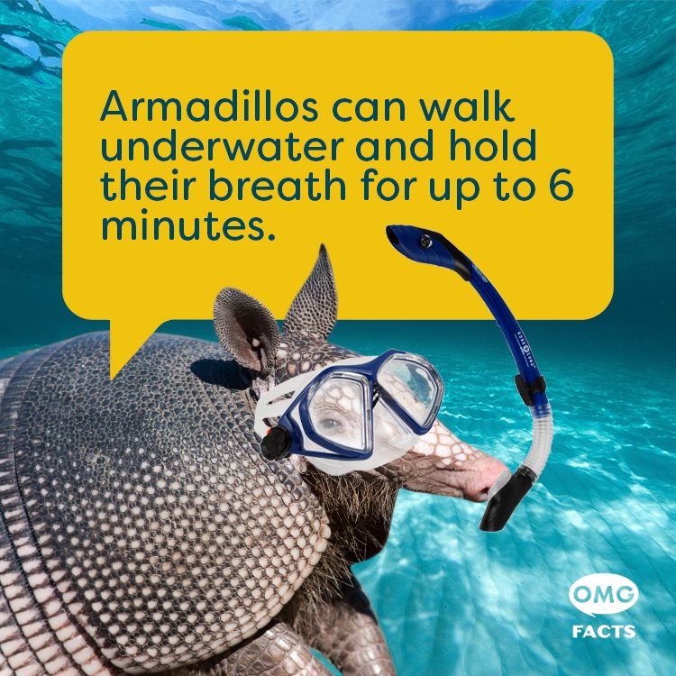 OMGFacts's tweet photo. They're pretty much like mermaids. Mer-madillos? 🤔 https://t.co/MGE6mjKpqQ