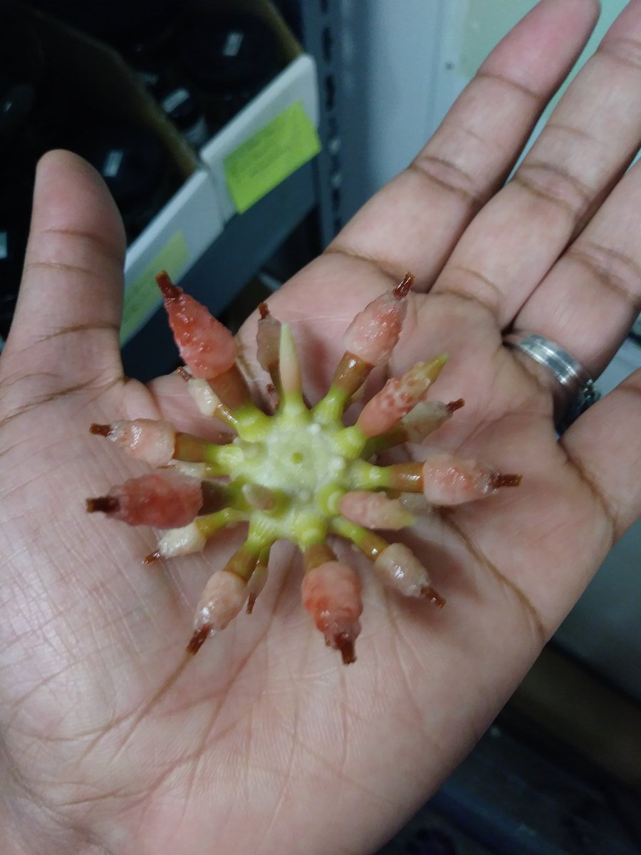 adanianscience's tweet photo. I know its not edible but I absolutely love the Strawberry Urchin (Chondrocidaris brevispina)@FloridaMuseum,found in the tropical reefs of the Indo-Pacific. I think they would be a lovely teaching object #MusEd6797,so many questions come to mind about this species development. https://t.co/Ld6FTrNW6m