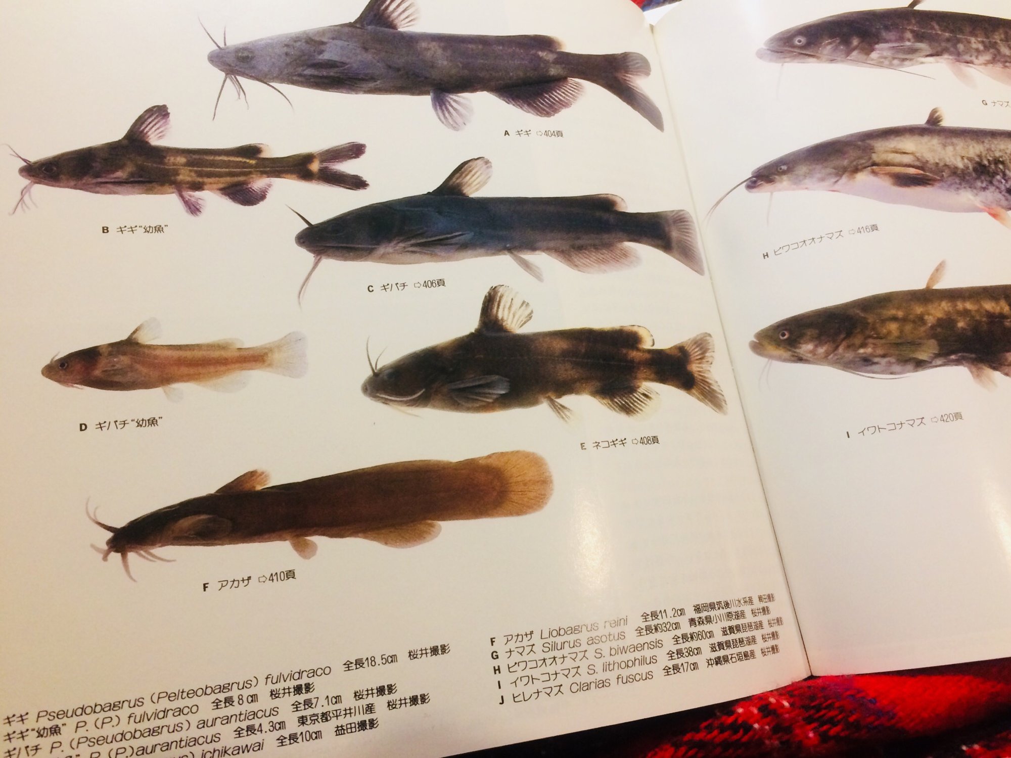 かわさきしゅんいち 最高すぎる図鑑を手に入れてしまって頭を抱えてる 山と渓谷社 山渓カラー名鑑 日本の淡水魚 特装版 淡水魚のちゃんとした図鑑を始めて手に入れたけどやっぱ美しいなあ そしてこのウキゴリさんかわいすぎるでしょ ʖ