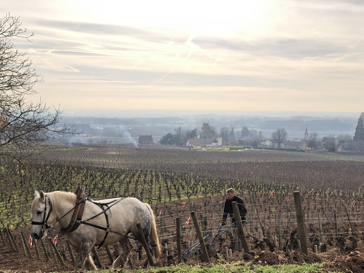 LoydieJones's tweet photo. The magic of Burgundy https://t.co/VIX5sBQr33