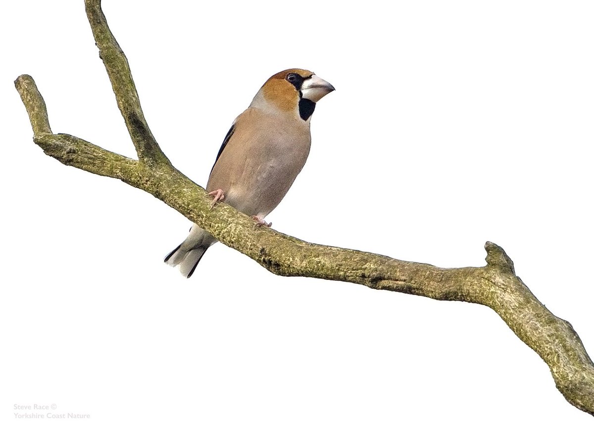 wildlifeimages's tweet photo. Here is a record shot of 1 of 10 Hawfinch seen at Brompton Churchyard, Nr Scarborough this morning. Still not getting the shots I want, but it is proving very hard to get close to these birds - work in progress #nutcruncher #steelbill @YCNature @nybirdnews @AddeyNick https://t.co/bYkIls1x3i