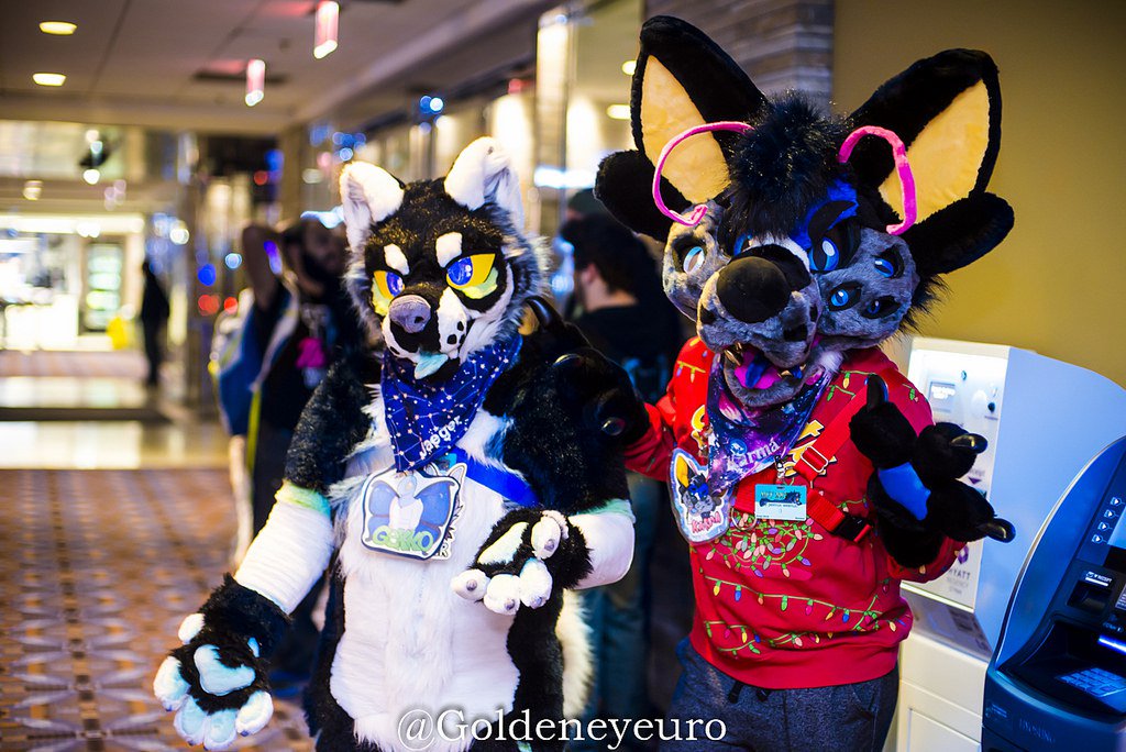 LakeMutt's tweet photo. Happy #FursuitFriday from some good doggos at #MFF17 ! :03

📸 @Goldeneyeuro 
W/ @vvaterdog https://t.co/CiV9vqTTRw