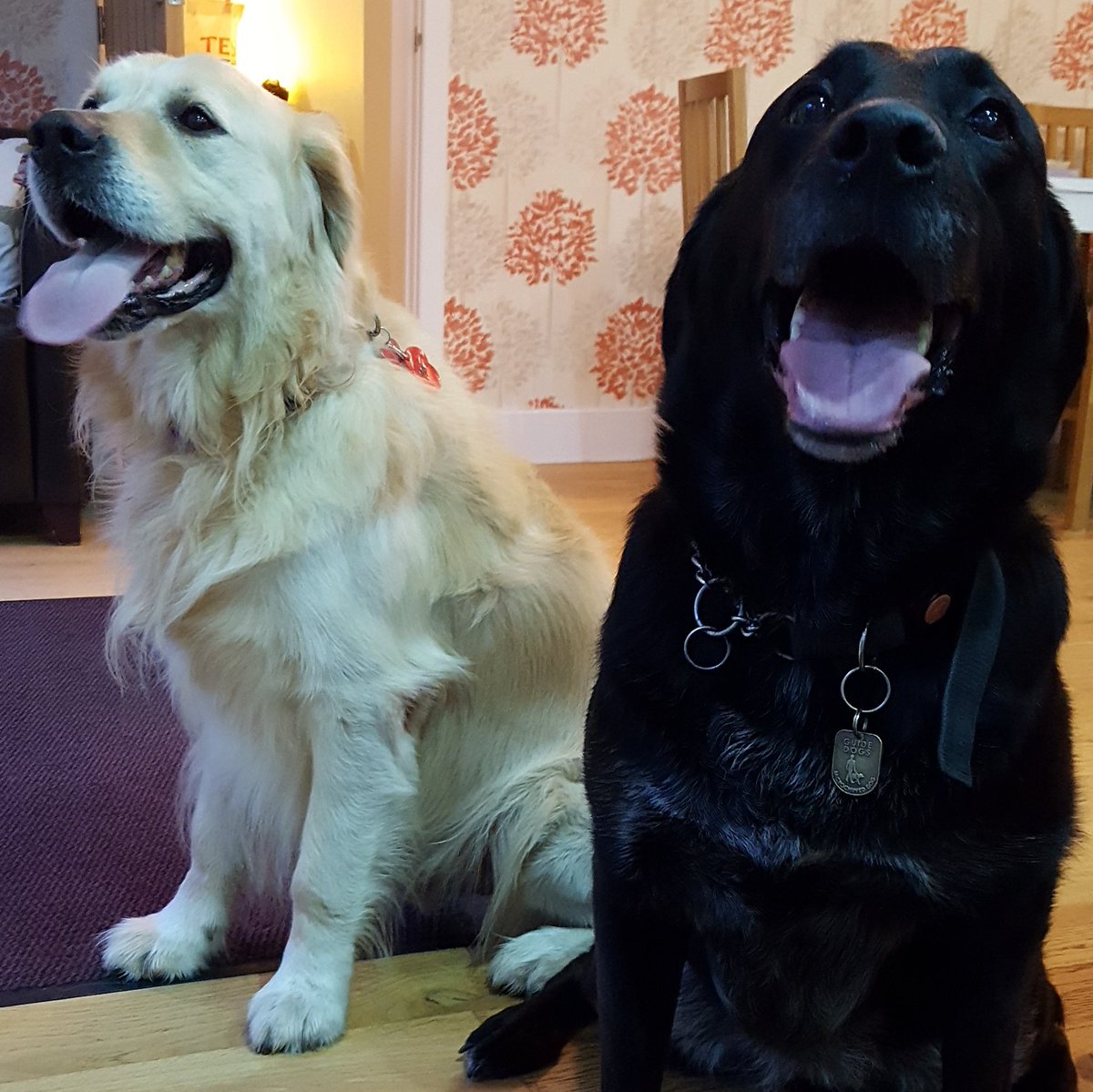 JohnNicholRAF's tweet photo. Well. @guidedogs Sammy seems to be settling in with @Tedbear_dog as @seandilleyNEWS & @sibbymeade do their overnight #Walk4GuideDogs. 34 miles, Stevenage to London just using their canes is pretty ballsy in my book! Sponsor them at:
https://t.co/bRC2yor8aU https://t.co/Er5lTTT46T