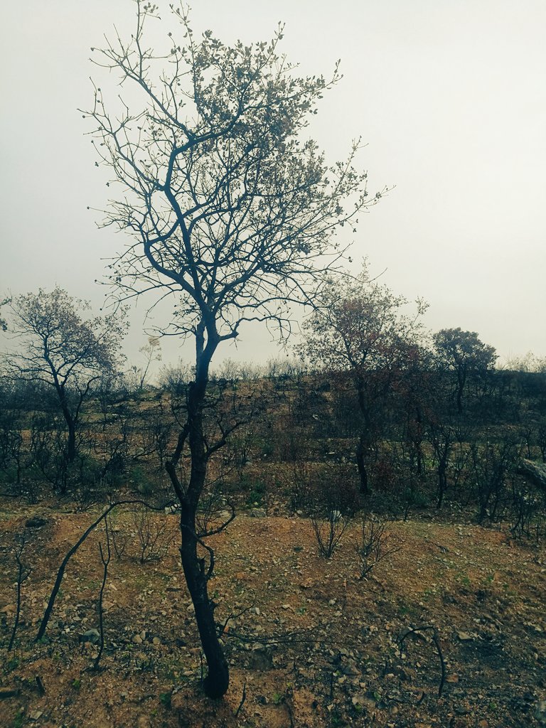 Agf_Acebo's tweet photo. Hemos visitado una zona incendiada en la Sierra Norte de Sevilla y vamos a proyectar la restauración de los terrenos. https://t.co/A1EIH836Ko
