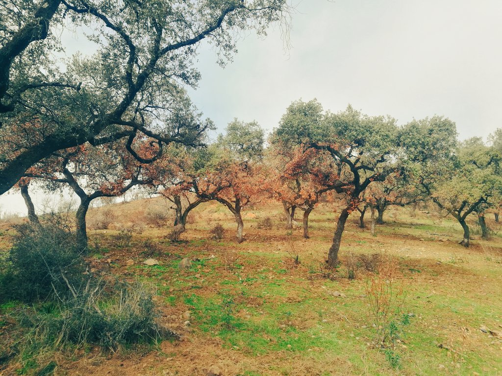 Agf_Acebo's tweet photo. Hemos visitado una zona incendiada en la Sierra Norte de Sevilla y vamos a proyectar la restauración de los terrenos. https://t.co/A1EIH836Ko
