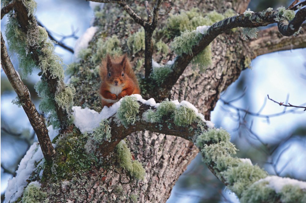 Seeing reds 

<a href="/NeilMcIntyre3/">Neil McIntyre</a> visits the Cairngorms National Park to photograph the behaviour of red squirrels in our February issue: ow.ly/q0HL30hPtHe