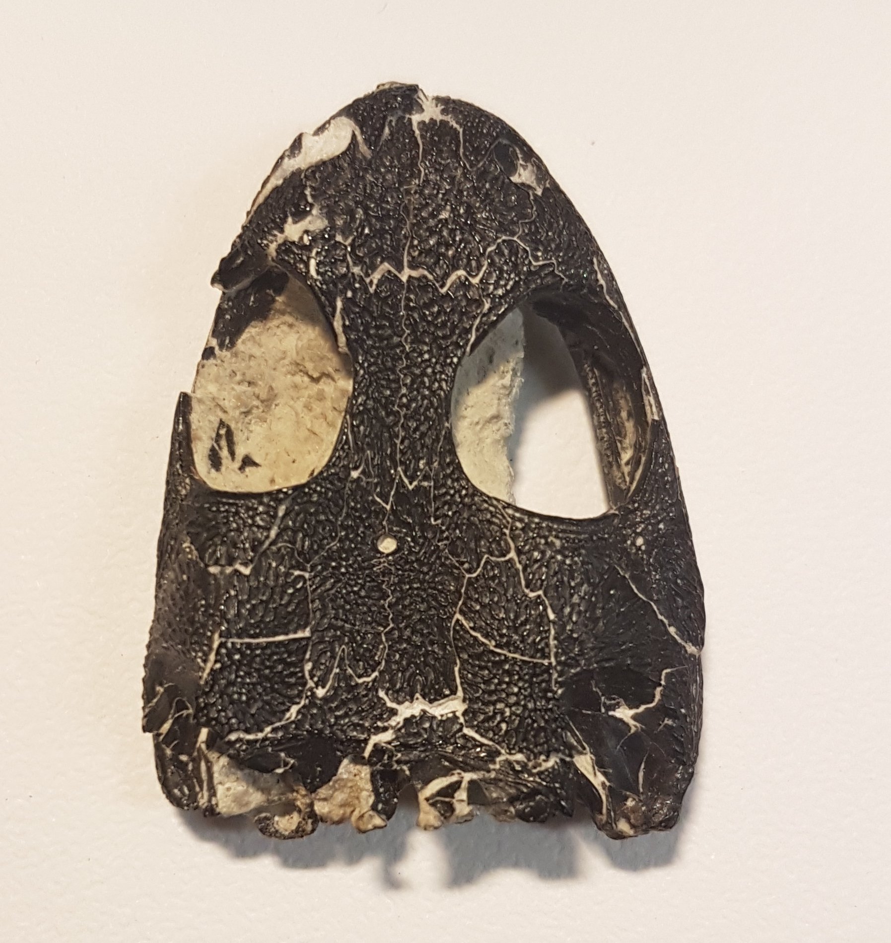 Bryan Gee On Twitter Holotype Skull Of Pasawioops Mayi - 