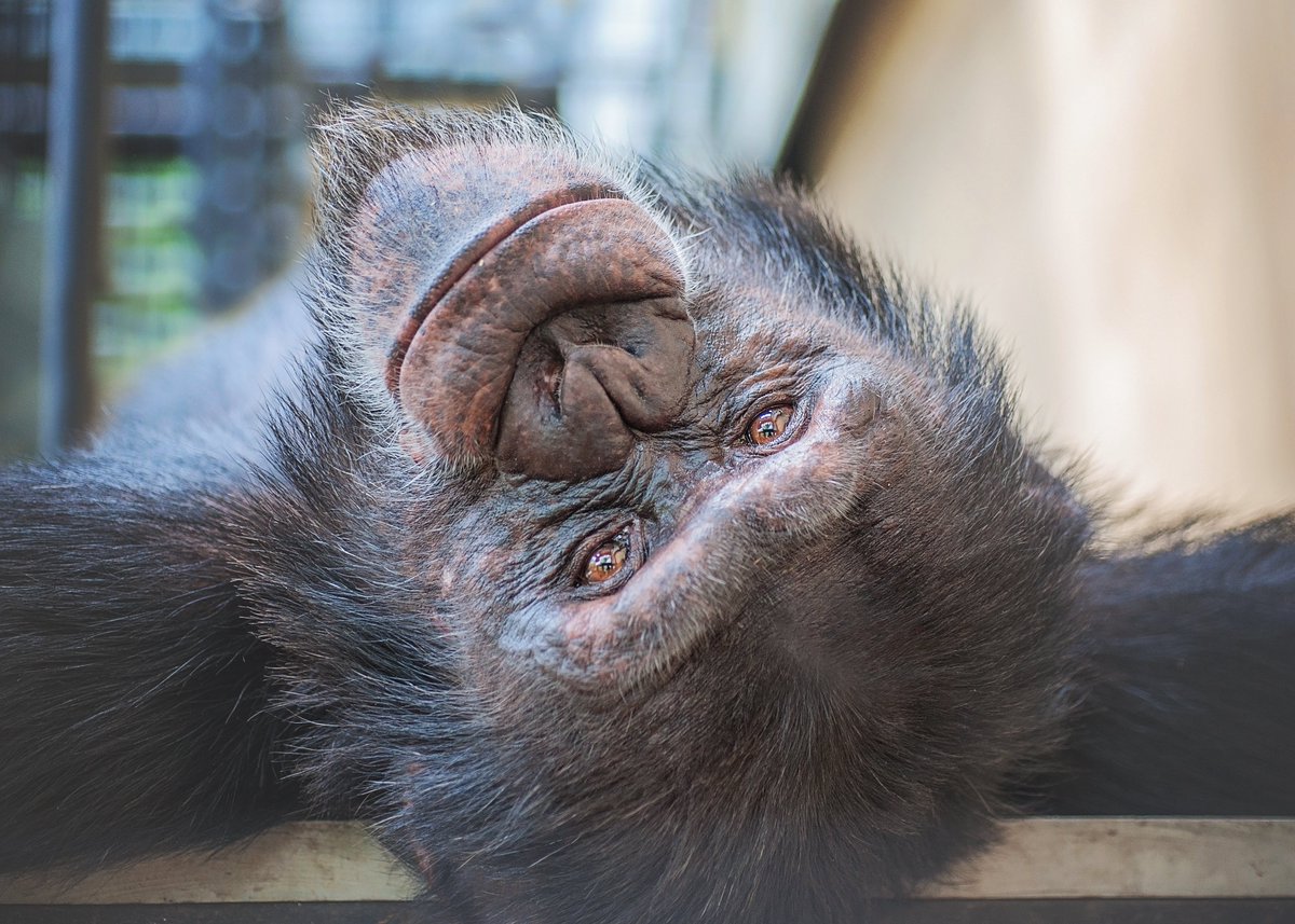 projectchimps's tweet photo. It's almost the weekend! For many that means it's time to relax - like Bo. Happy Friday from all of us at Project Chimps! #bochimp #projectchimps #readyfortheweekend Photo by Crystal Alba https://t.co/wYALbaZHf3