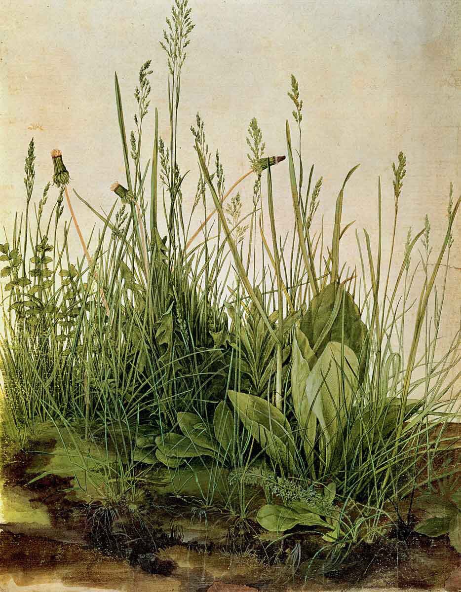 BohanRob's tweet photo. Albrecht Dürer | His curiosity and visual accuracy were paramount- these are two of my favourite works on paper #artwork https://t.co/s2DKx5xJQt