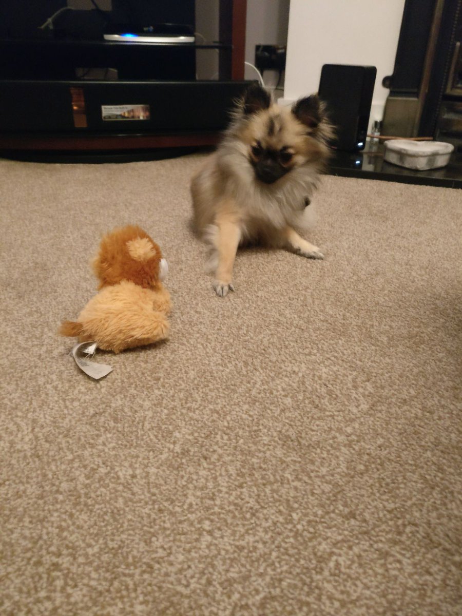 lndnpetsitting's tweet photo. #good # evening #love #bella 😚 🐾❤🐕 https://t.co/0Mcd4C0zuX