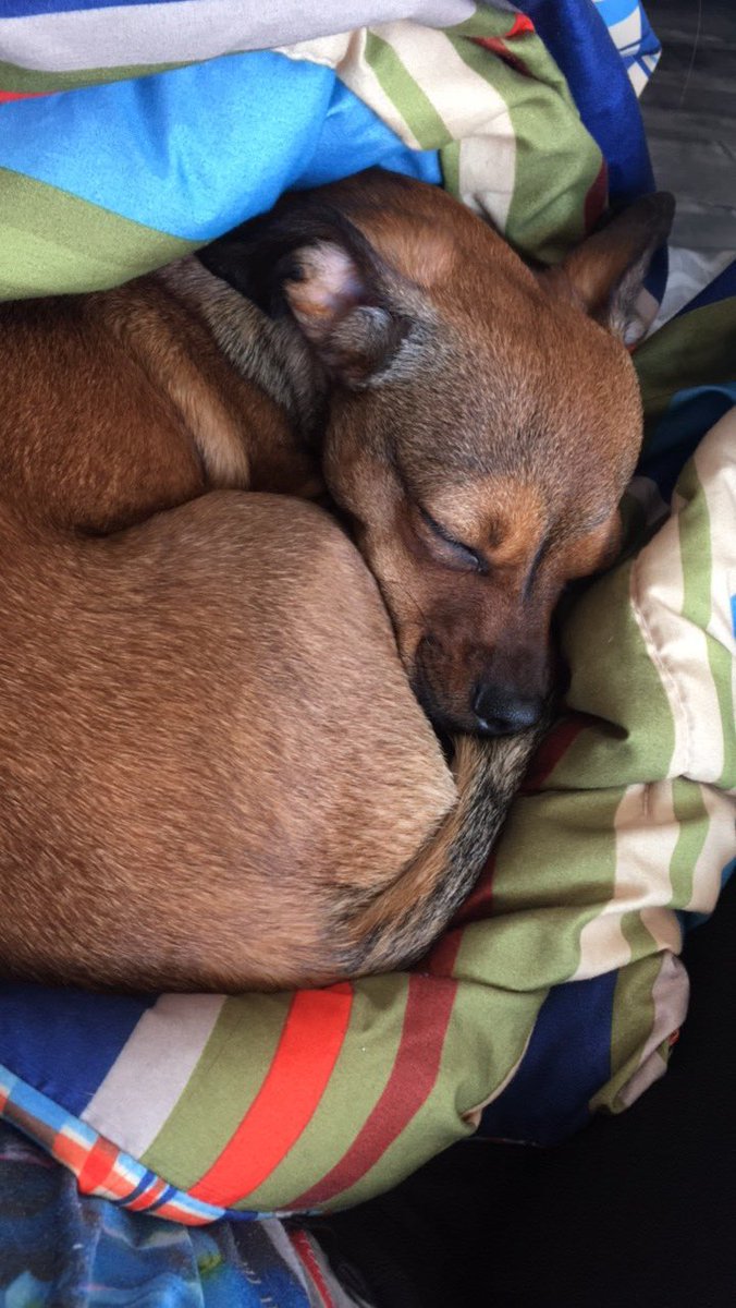 It's hard to get anything done around here when you're being bombarded with cute all the time! #puppy #puppylove #distraction #CutestPet #icanteven