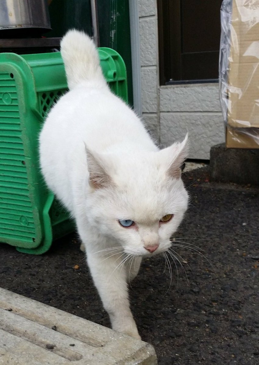 入浴 圧縮する 水星 白 猫 かぎしっぽ Akapera Net