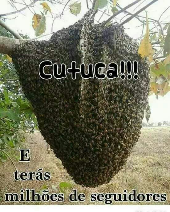 #sdv
#betaajudabeta
#BetaQuerLab