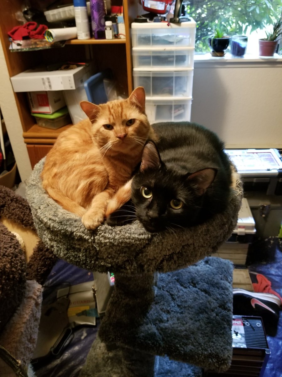 Free cat
