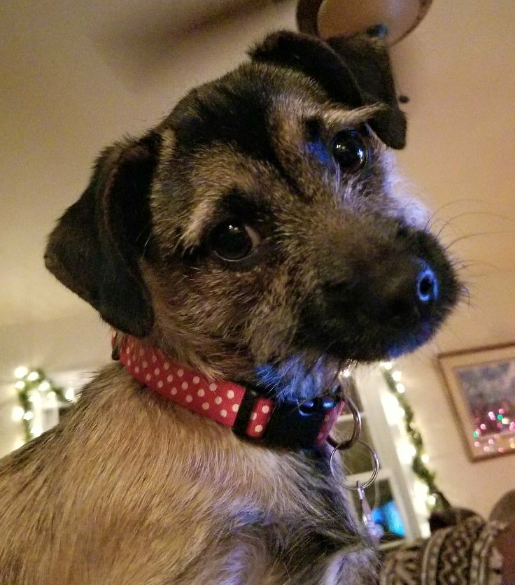 Penny, aka toy murderer, aka bark in your ear while you're asleep, aka loves/hates people, aka might be a cat. Gotta love her