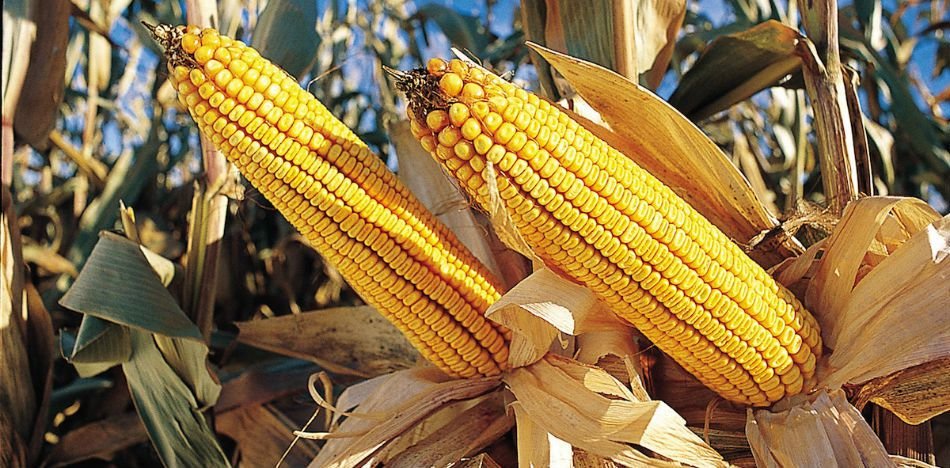 Ag_Partners's tweet photo. The Big Bushel Club #corn yield Contest Winner were announced!  https://t.co/snJ8fn3thH https://t.co/yTB88V79k2