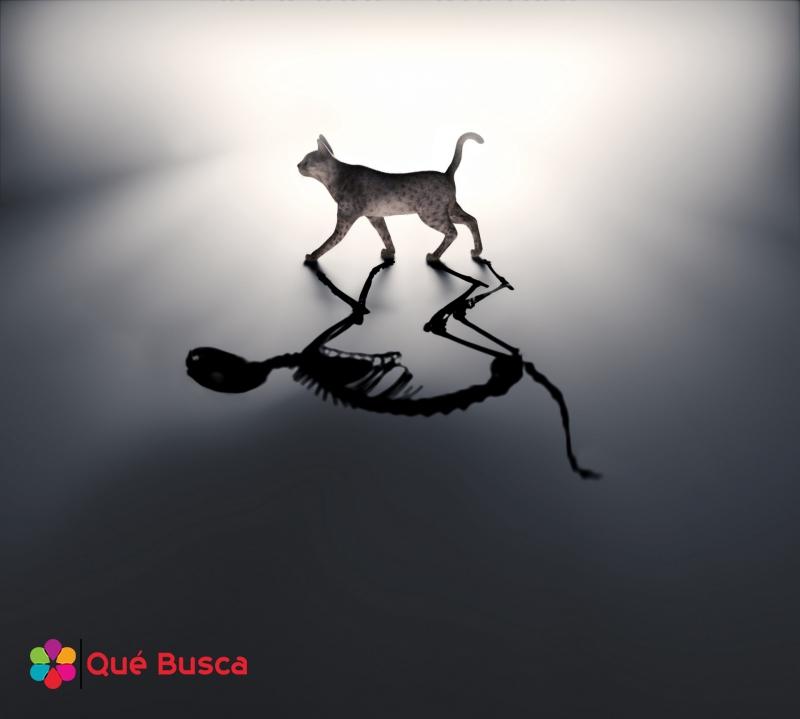 JellyWilliam5's tweet photo. Vivo o muerto, el gato de Schrödinger puede estar en dos cajas a la vez
#QueBusca #interesante #blog
https://t.co/0CZsJoKtf0 https://t.co/reY7yta0og
