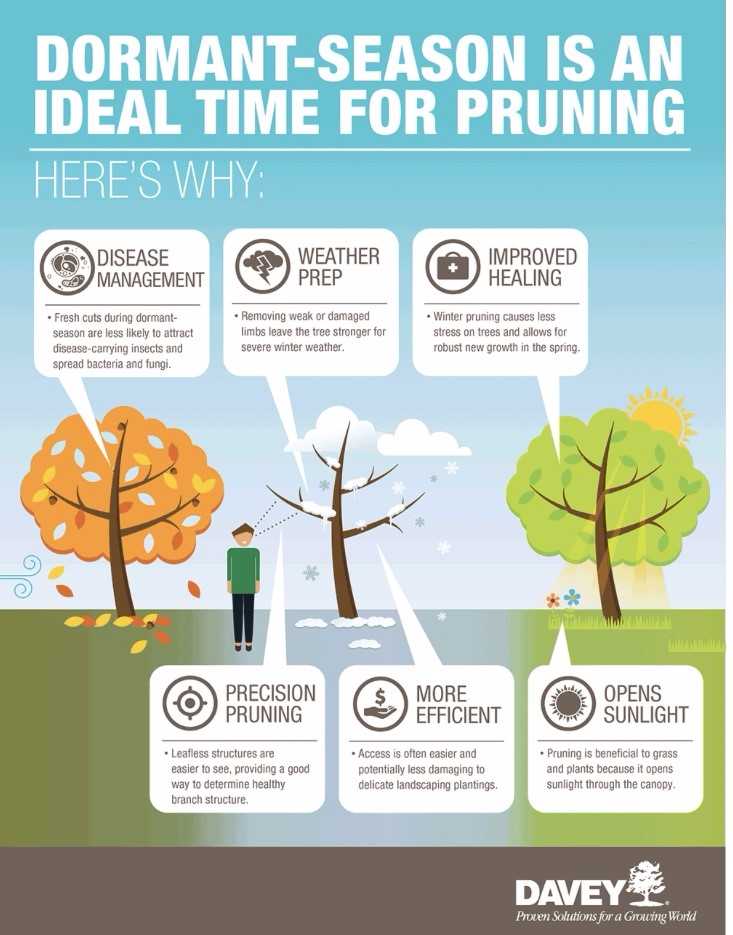 cityoftreesjc's tweet photo. Don't forget about tree maintenance even when they're dormant! #JCTrees #TLC #pruning https://t.co/Uu8z1FWa8O