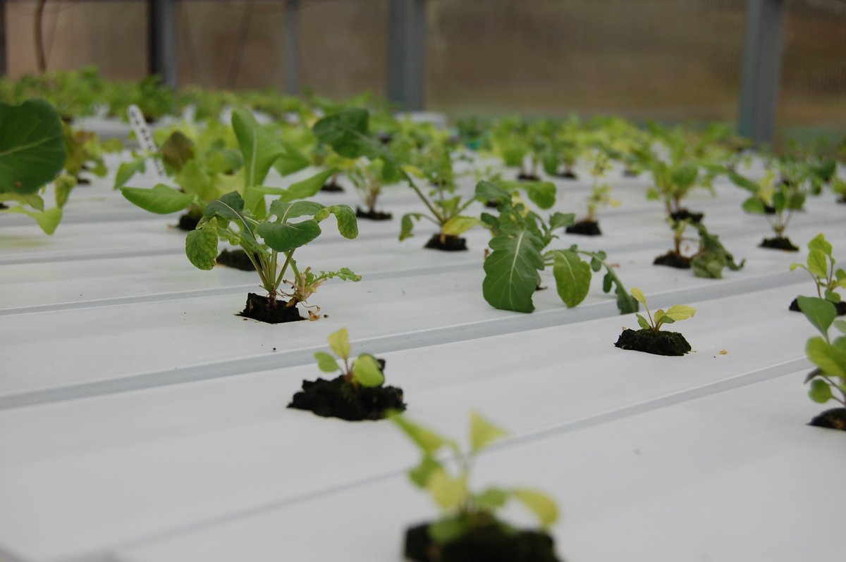 IU1Tweets's tweet photo. Check out #Aquaponics in action with the #AquaponicsCollaborative schools from Fayette, Greene, & Washington counties! https://t.co/OWgVFTEBoR @Chevron @EQTCorp #BenedumFoundation @CharleroiSD @McGuffeySD @FCSDInfo @AvellaArea @RSDRAMS @wgpioneers #CGSD #CHSD @Your_MVI https://t.co/tXq6Mwp68e