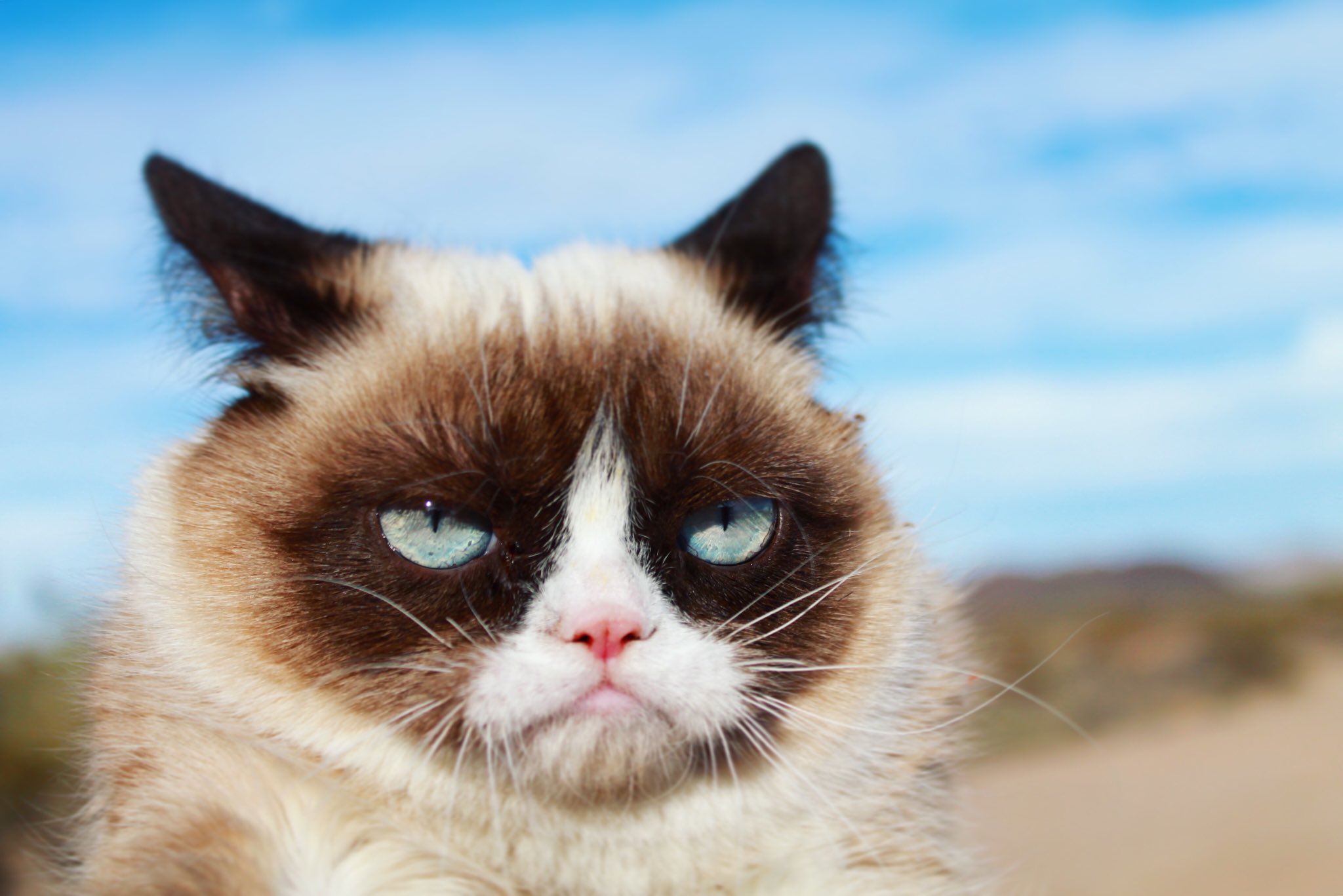 grumpy-cat-on-twitter