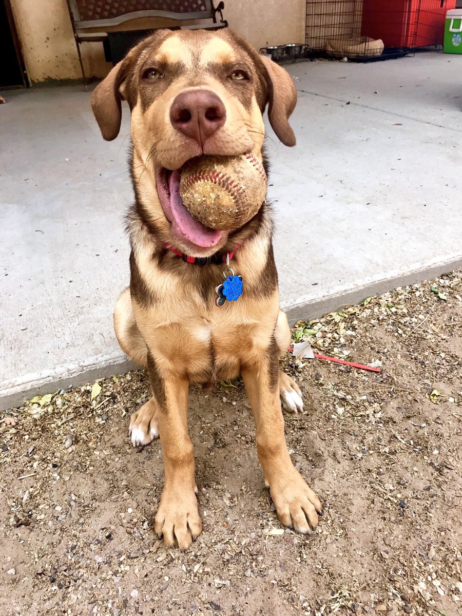 24mtcse's tweet image. This is Otis. He was a projected first round draft pick into the MLB until he... ridder.co/vop07P by #dog_rates via @ridder_co