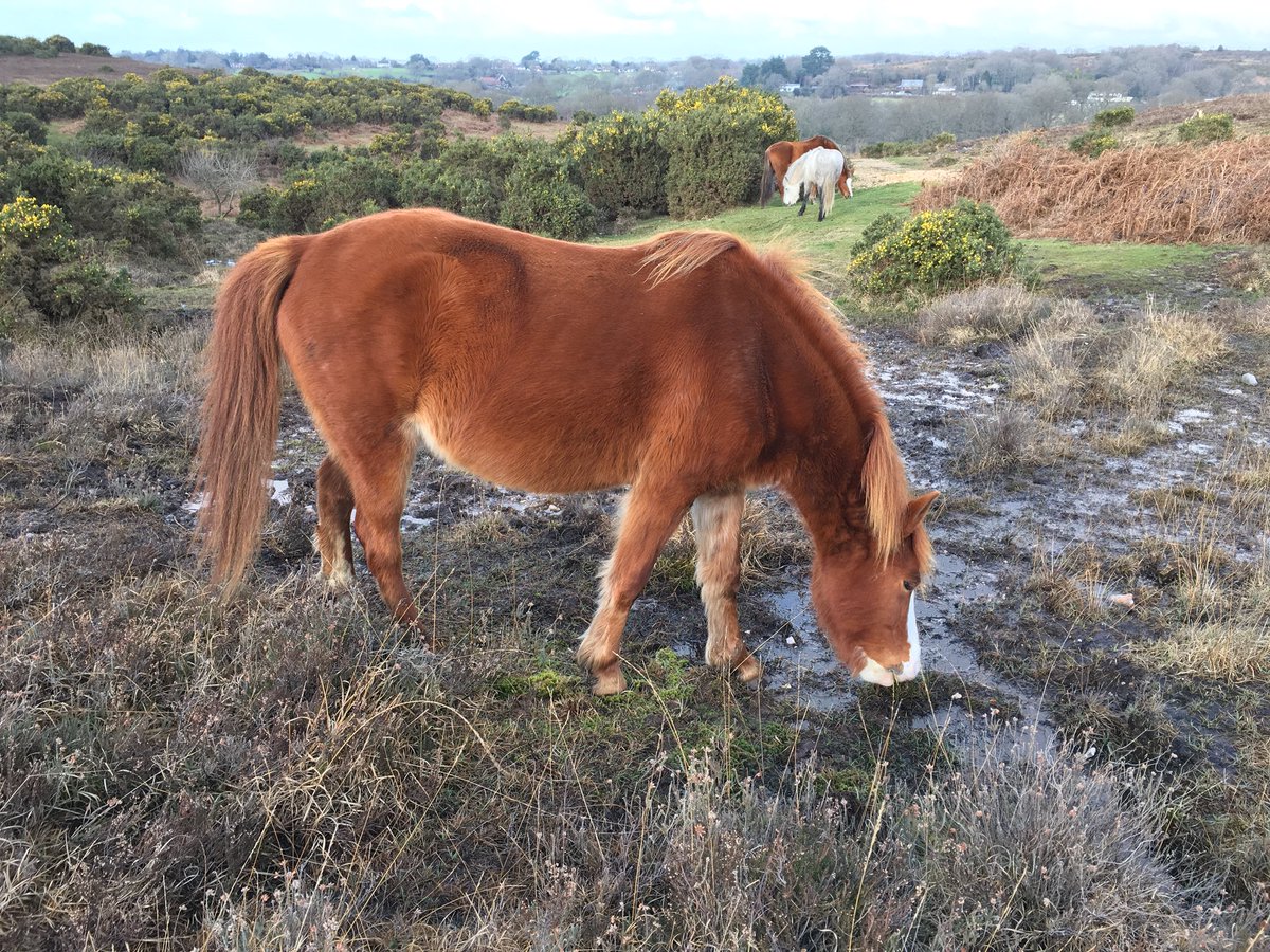 Forest_Commoner's tweet photo. Caught up with one of my mares today. She’s looking so well I might enter her for the #forestfed competition. #realnewforest https://t.co/YNN6PG9T3F