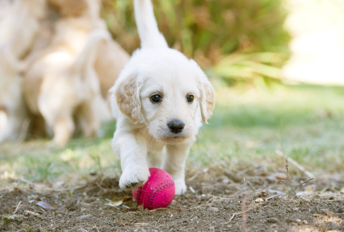 BrookLappingPro's tweet photo. We’ll reveal the secrets of how to turn your cuddly little pal into a well-balanced dog. Tomorrow at 6pm, Channel 5 #WonderfulWorldOfPuppies https://t.co/SUcUMwInMm
