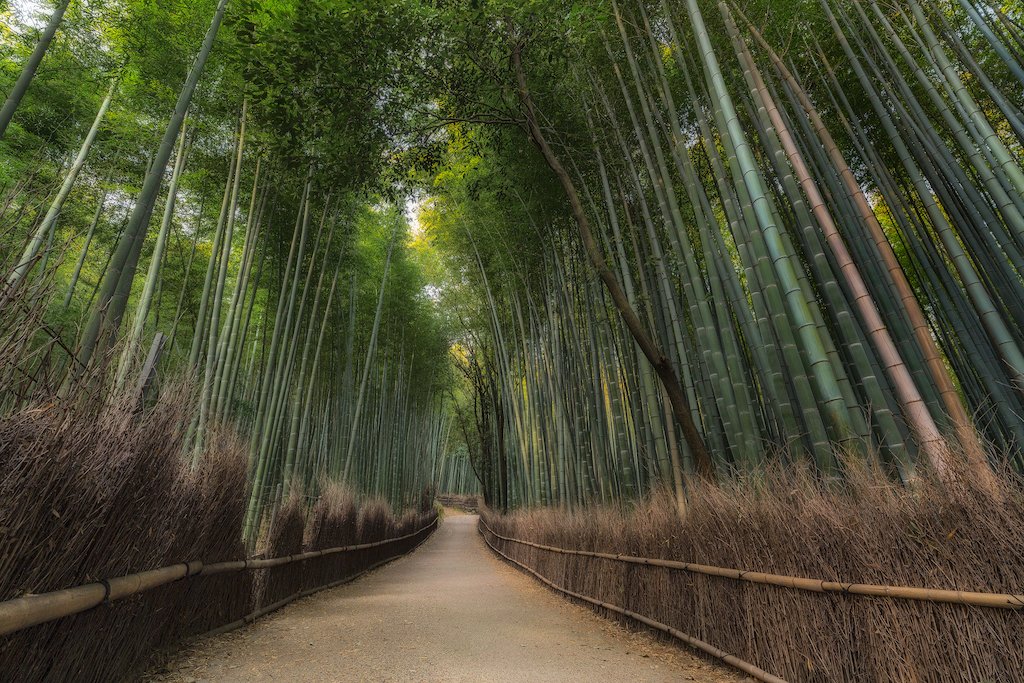 KenKaminesky's tweet photo. The winding road through the Arashiyama Bamboo grove is short, but it is sweet. The luscious bamboo stalks are patched together thickly, blocking out all views of the outside world. And as the views of buildings and cars fade away, so too do your worries. Photo @KenKaminesky https://t.co/TJeBgeuku7