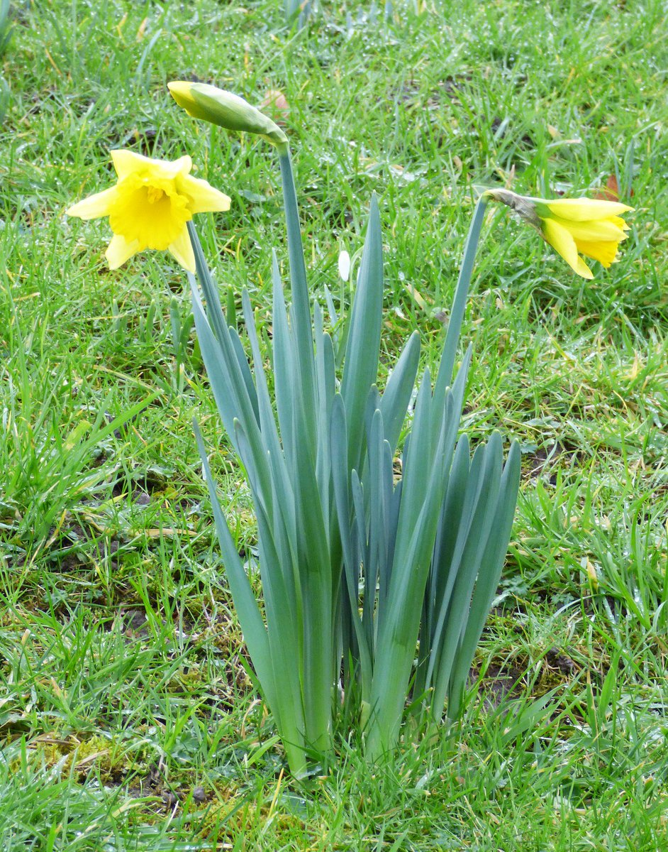 tafftravels's tweet photo. @ruthwignall @kelseyredmore Just watched the weather forecast for the weekend but at least there's Spring to look forward to #FirstDaffs https://t.co/A3iwCR50kR