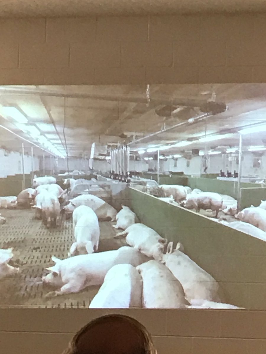 SRJBoshell's tweet image. Joint annual Wellington/Dufferin/ Waterloo, Grey/Bruce and Simcoe/York pork producers associations meeting. Mark Chamber of Sunterra farms discusses growing pains of converting to loose sow housing.