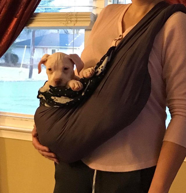 dburescue's tweet photo. @MUTTScomics Adopt Me! Check out our little @dburescue boy Rhett in the @dodo article and find out why he is in a baby sling! https://t.co/hQrOCeSs8Y … @MUTTScomics #pitbull #FridayFeeling #ADOPT #puppylove #PuppyBowl 😍😍😍 https://t.co/P7BvVIJ3t5