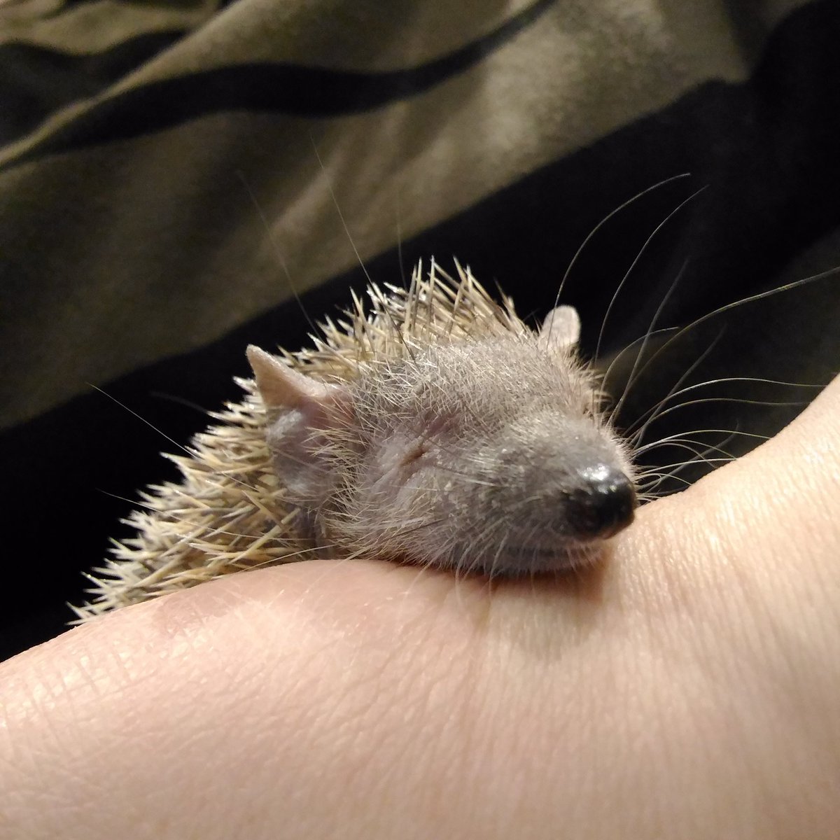 O Xrhsths あぐ姉 Sto Twitter 寝てるところの近くにおしっこしちゃうので お掃除 こごみちゃん 冬眠中 ヒメハリテンレック ヒメハリ