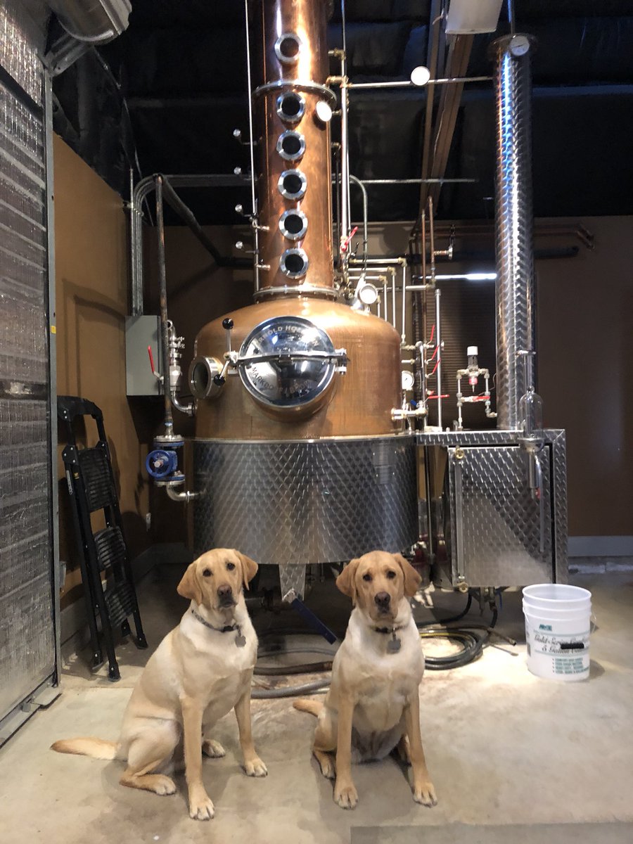 PendraysDstlry's tweet photo. Bo &amp; Daisy are ready to offer a helping paw 🐾 #distillerydogs #tgif #labsofinstagram #pendraysdistillery https://t.co/1x8qa0L8VC