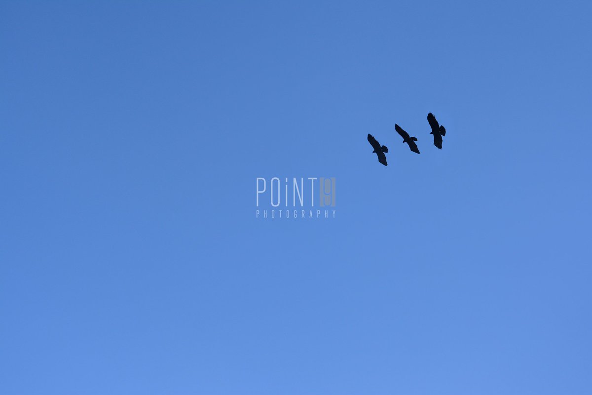 Point9Photos's tweet image. Up With the Birds