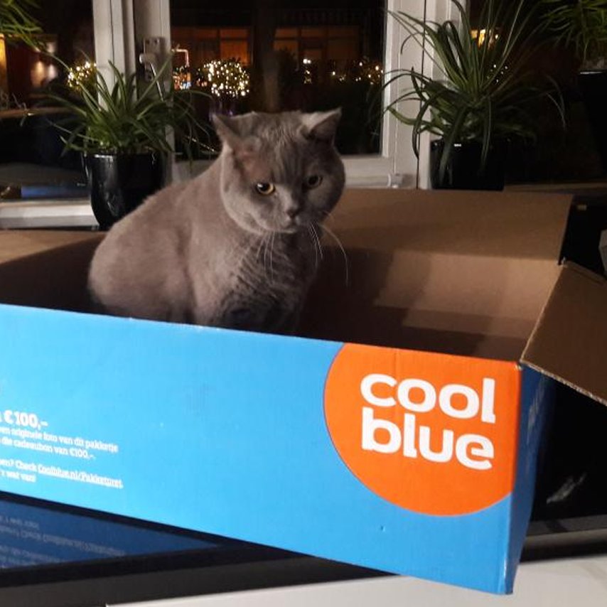 Kat toch liever een krabpaal gehad. #stomkateautje