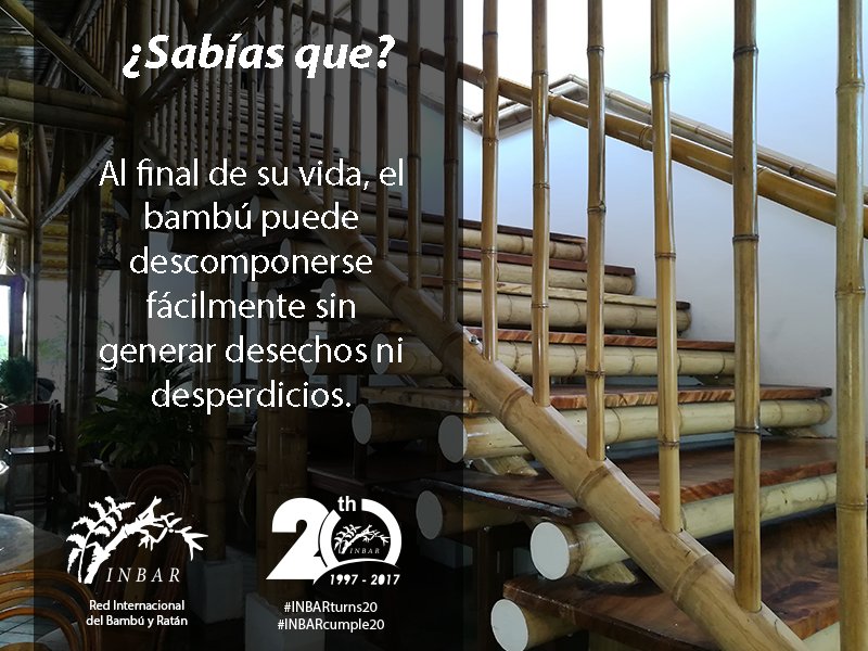 inbarlac's tweet photo. #SabiasQue 
Otra razón para apostar por el bambú:
Al final de su vida, el #bambú puede #descomponerse fácilmente sin generar #desechos ni desperdicios.🎍✅

#Viernesdearquitectura #EduAmbientalEC 
#bioconstruccion #ecofriendly #goodforplanet 
#ThinkBamboo #PiensaenBambú https://t.co/tsHyClPwM7