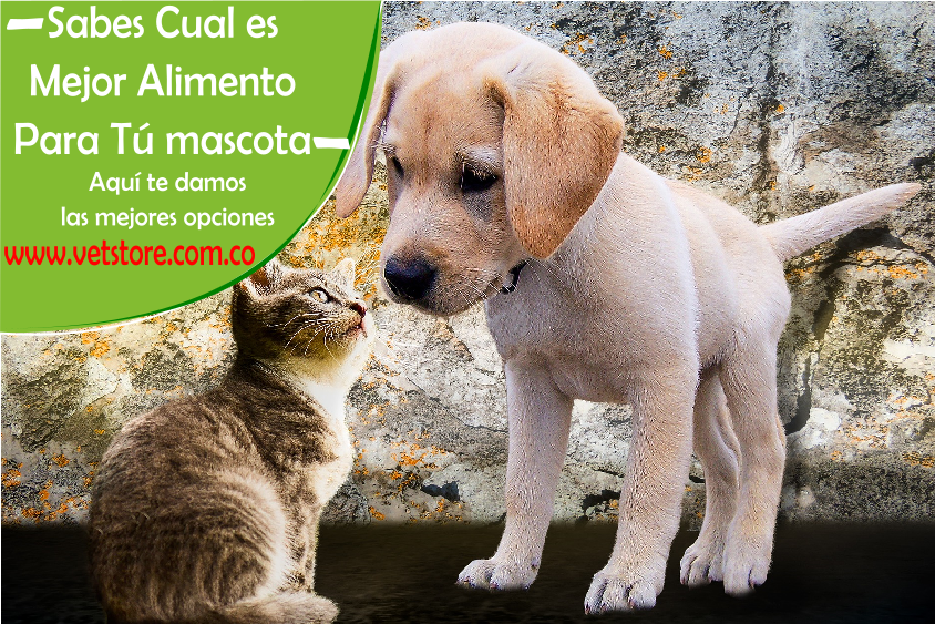 Vet_Store tweet picture