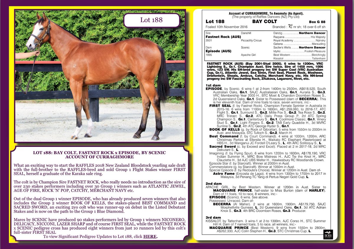 RafflesRacing's tweet photo. The 1st of ours (LOT 188) to sell @KarakaChat is none other than the full-bro to G1 winning @nswroa Horse of The Year, Champion 3yo & Queen Of Autumn #FIRSTSEAL by @CoolmoreAus stallion @FASTNET_ROCK o/o dual G1 winner EPISODE. https://t.co/QgRqkYDwDm