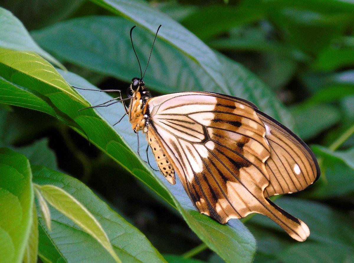 janvb68's tweet photo. Nog wat Tropische schoonheden.. Foto 1: Dryadula Pheatusa, Foto 2: Cethosia Biblis, Foto 3: Papilio Dardanus ( Man ), Foto 4: Papilio Dardanus ( Vrouw ) https://t.co/scocHphJbB