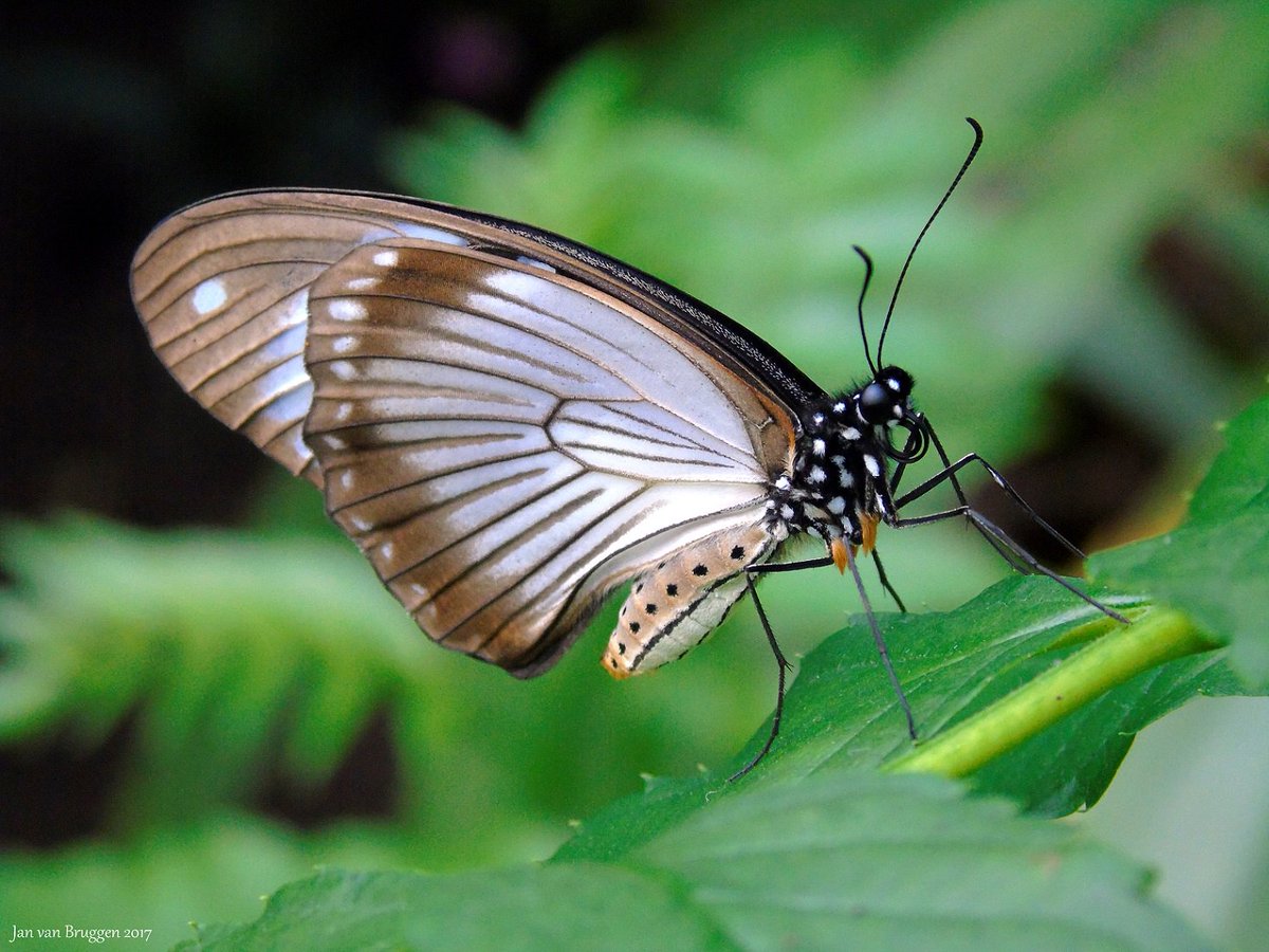 janvb68's tweet photo. Nog wat Tropische schoonheden.. Foto 1: Dryadula Pheatusa, Foto 2: Cethosia Biblis, Foto 3: Papilio Dardanus ( Man ), Foto 4: Papilio Dardanus ( Vrouw ) https://t.co/scocHphJbB