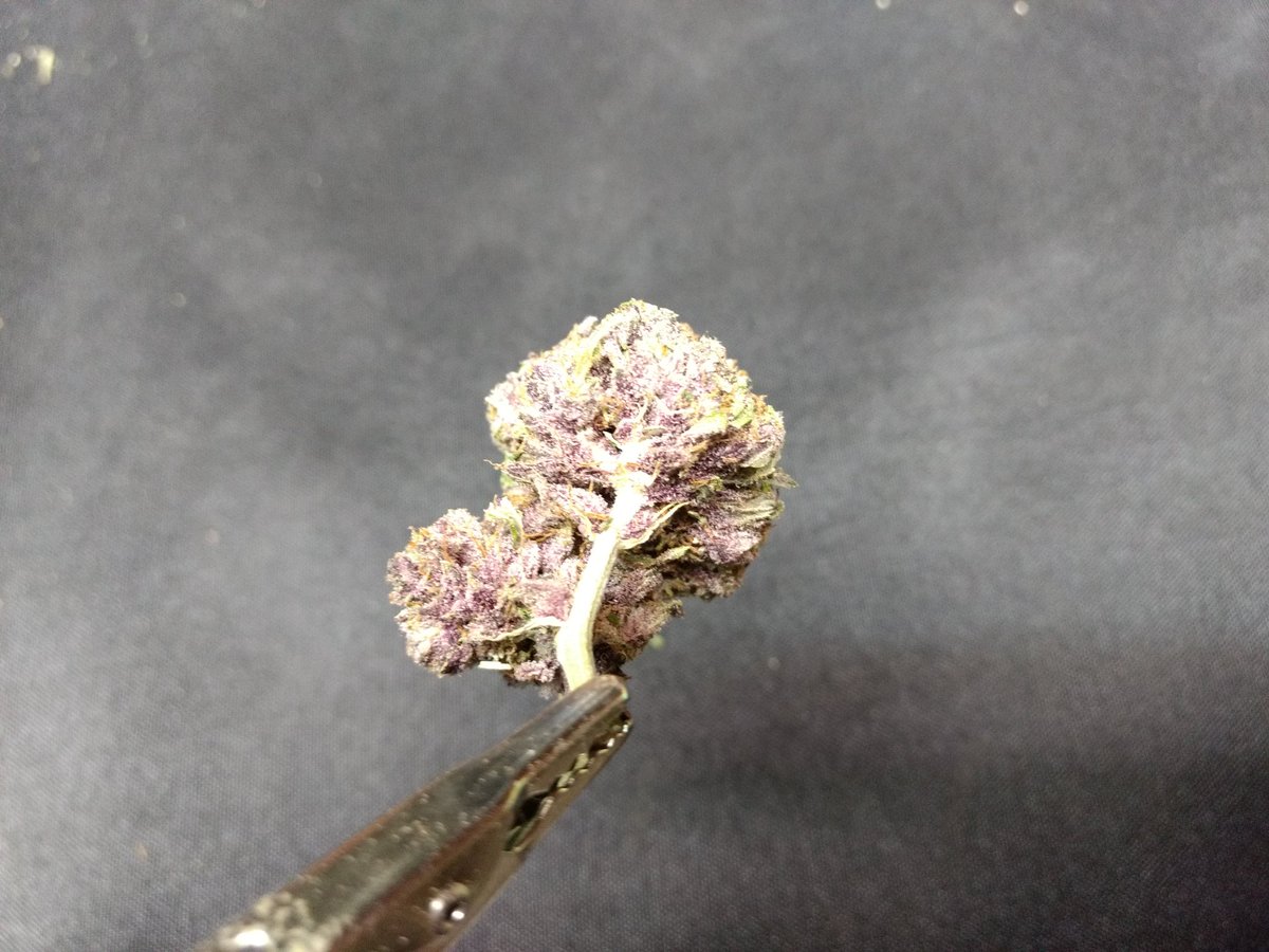 MadGreenz's tweet photo. Some Fresh Batch of Unicorn Urine... 

#UnicornUrine #MedicalMarijuana #Marijuana #Hempire https://t.co/6TdCvgvVDn