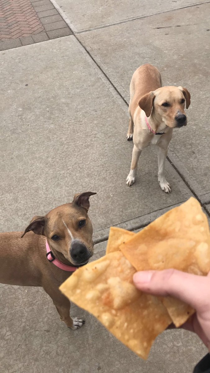 ToriKlopp's tweet photo. These good girl puppers don’t have tags and are lost. I called animal control and the respetionist was rude and didn’t send help. Rt to help these dogs find their owner. Thank you to the local council man who overheard us talking and is getting animal control on their way🐾 https://t.co/KWeekogDOQ
