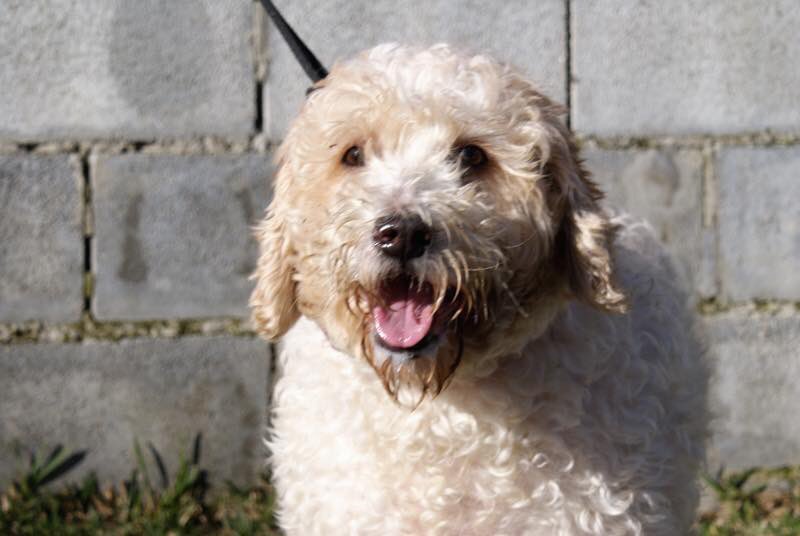 spanishstray's tweet photo. LUNA – AN ADORABLE CUDDLY HEARTBREAKER

Brought to pound by owner and left in a state of shock. She stopped eating, became withdrawn, emergency temporary foster home was found. She travels well in the car also gets on well with children. Would make fabulous addition to any family https://t.co/XaNSTUaTjs